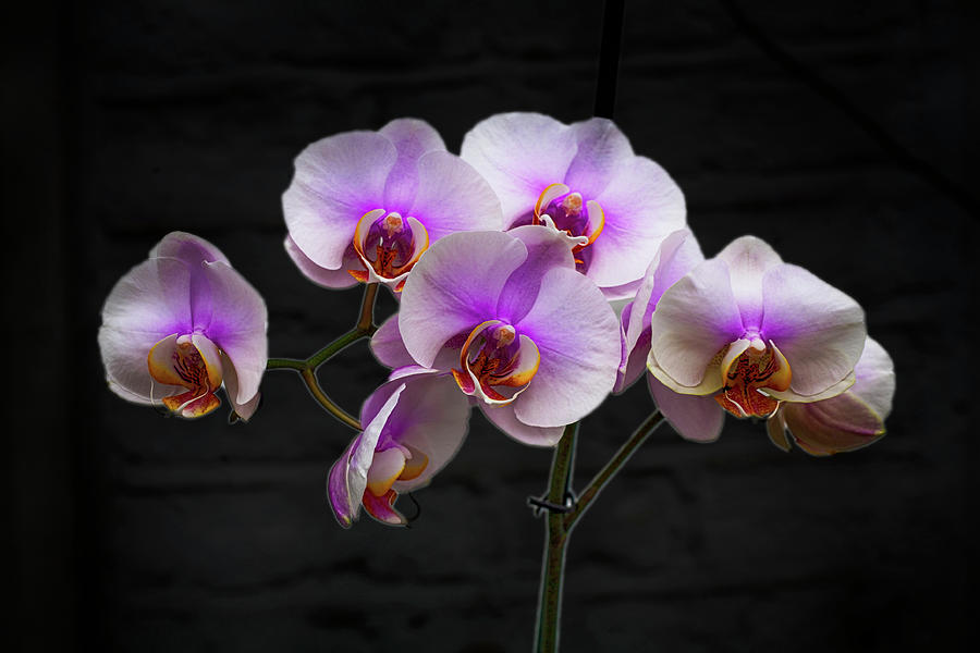 Stunning Pink Orchids Photograph by David French