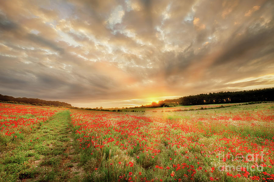 Stunning poppy field at sunrise in Norfolk UK Photograph by Simon Bratt