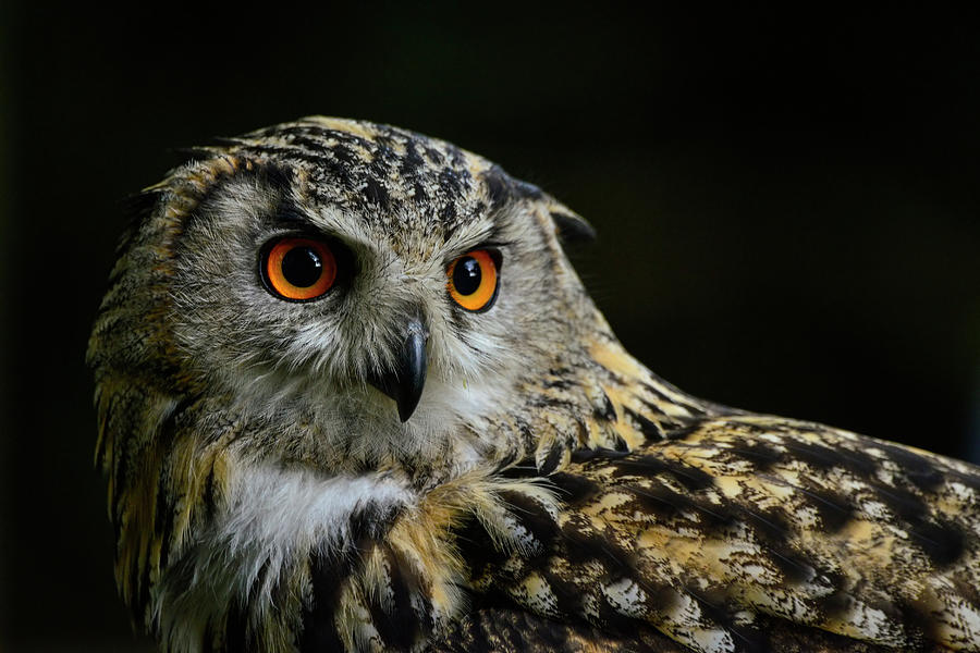Owl Photograph - Stunning portrait of European Eagle Owl bubo bubo by Matthew Gibson