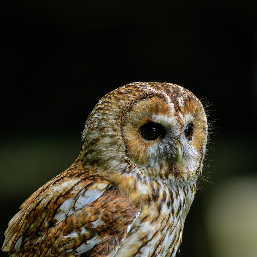 Owl Photograph - Stunning portrait of Tawny Owl Strix Aluco by Matthew Gibson