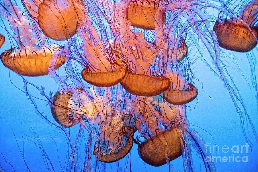 Stunning Rare Purple Striped Jelly Fish Color  Photograph by Chuck Kuhn