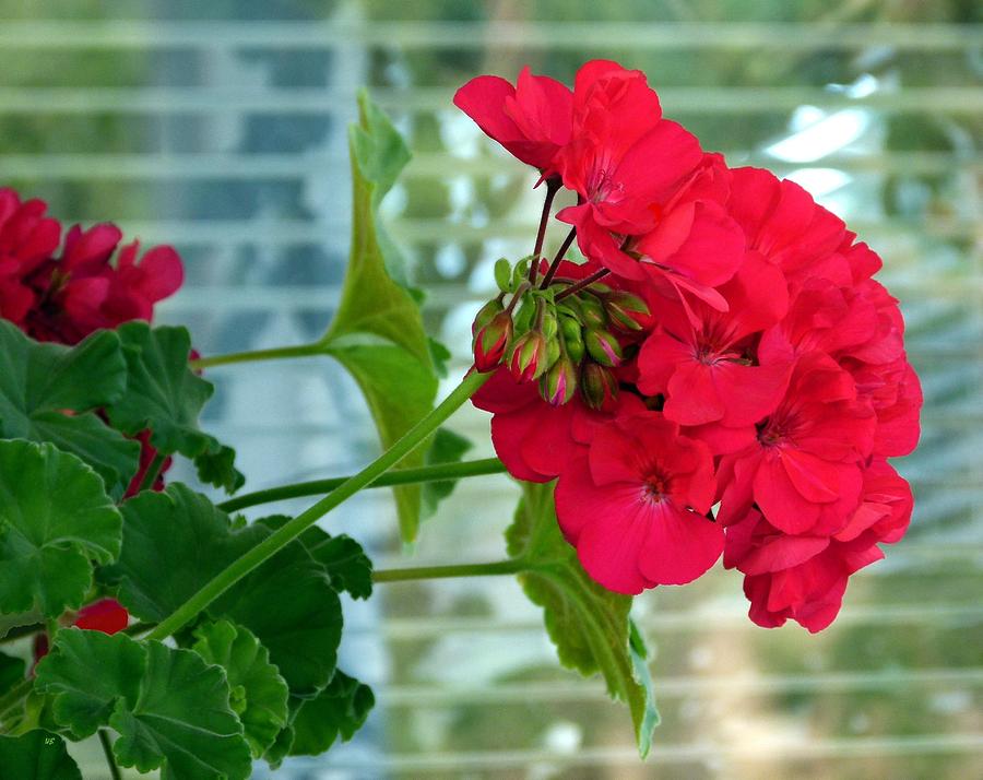 Nature Photograph - Stunning Red Geranium by Will Borden