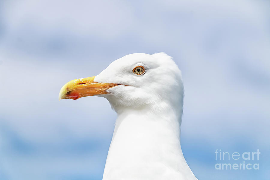 Stunning Seagull Photograph by Elizabeth Dow