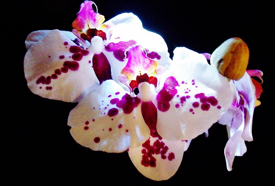 Stunning Twin Orchids Photograph by Sharon Ackley