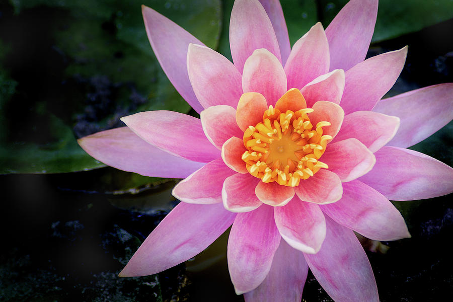 Stunning Water Lily Photograph by Don Johnson