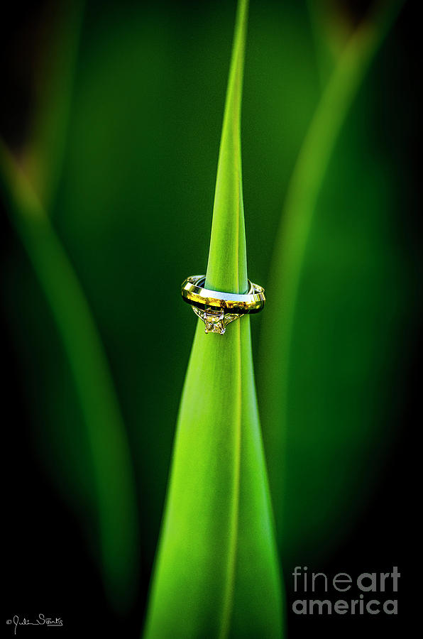 Stunning Wedding Rings On A Leaf Photograph
