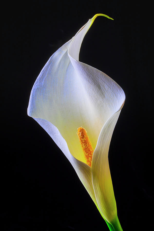 Stunning White Calla Lily Photograph by Garry Gay