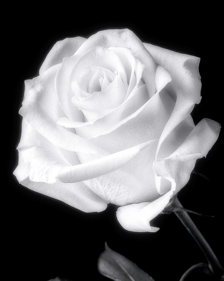 Stunning White Rose In Black And White Photograph by Garry Gay