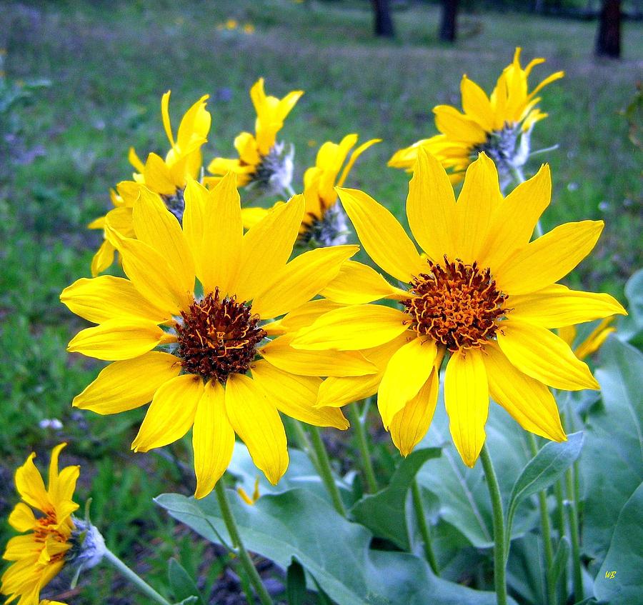 Stunning Wild Sunflowers Photograph by Will Borden