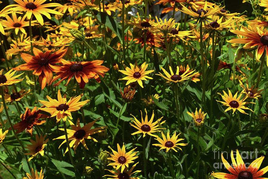 Stunning Yellow and Brown Black Eyed Susans in the Spring Photograph by DejaVu Designs