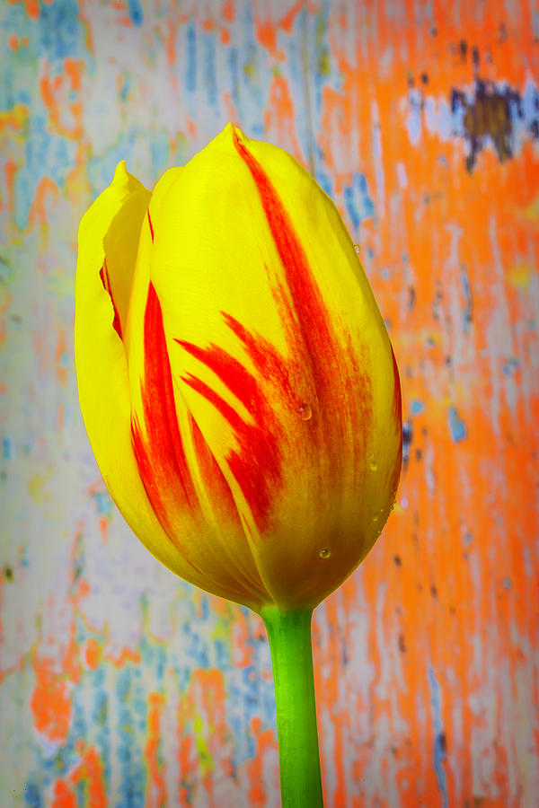 Stunning Yellow Red Tulip Photograph by Garry Gay