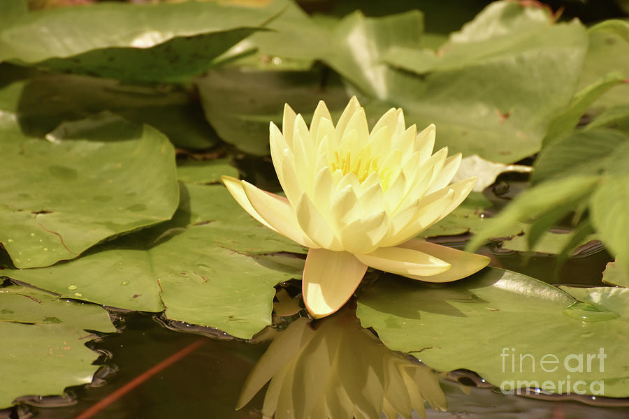 Stunning Yellow Water Lily in Full Bloom Photograph by DejaVu Designs