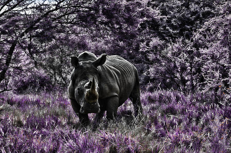 Styled Environment-The Modern Trendy Rhino Photograph by Douglas Barnard