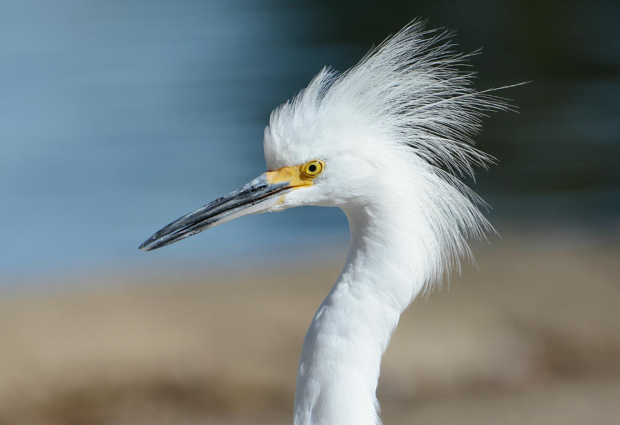 Stylish Egret 2 Photograph by Fraida Gutovich