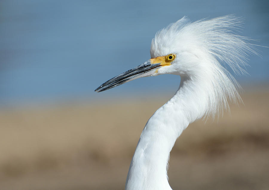 Stylish Egret Photograph by Fraida Gutovich