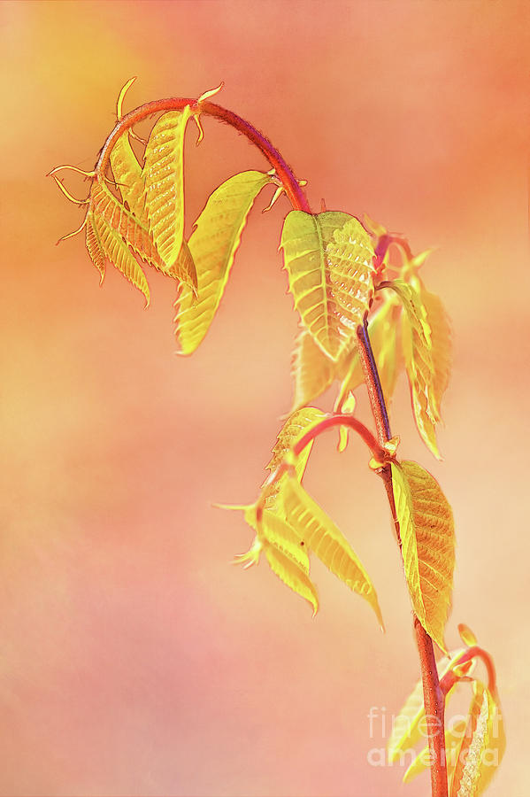 Stylized Baby Chestnut Leaves Photograph by Anita Pollak