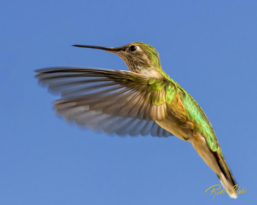 Stylized Hummingbird in Hover Photograph by Rikk Flohr