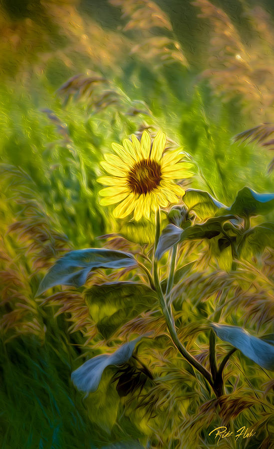 Stylized Sunflower Photograph by Rikk Flohr