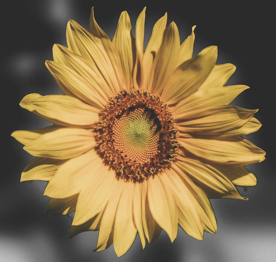Stylized Sunflower Photograph by Robert Wilder Jr