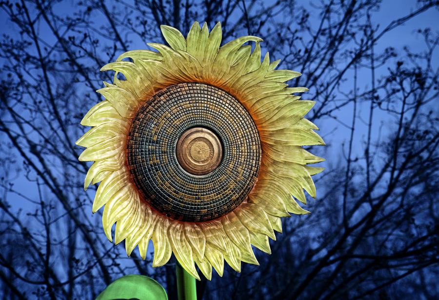 Sunflower Photograph - Stylized Sunflower by Tom Mc Nemar