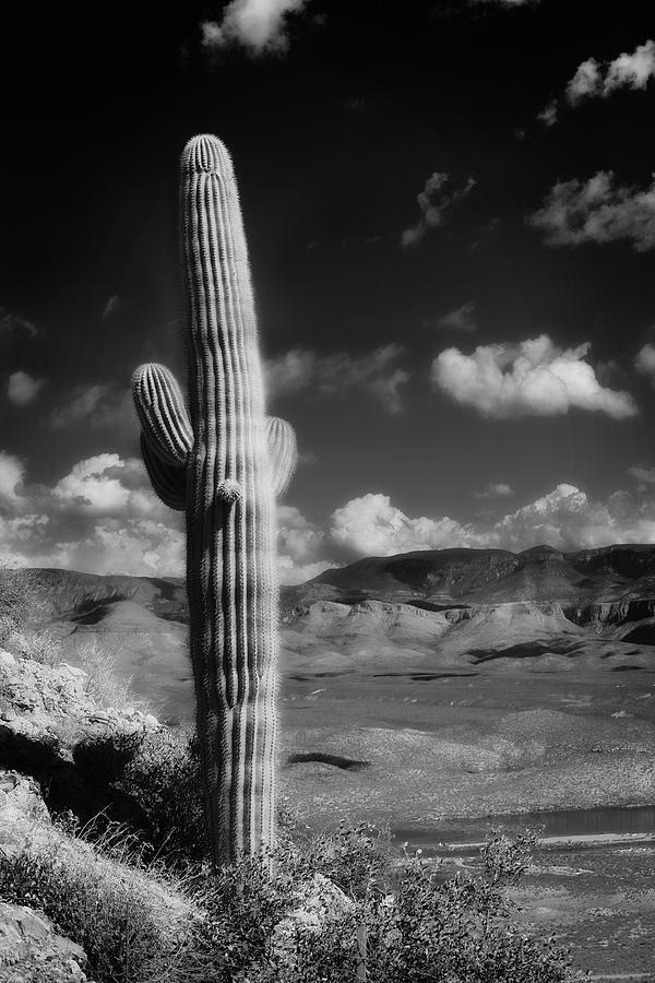 Suaro Cactus Tonto Monument Arizona Photograph by Bob Coates