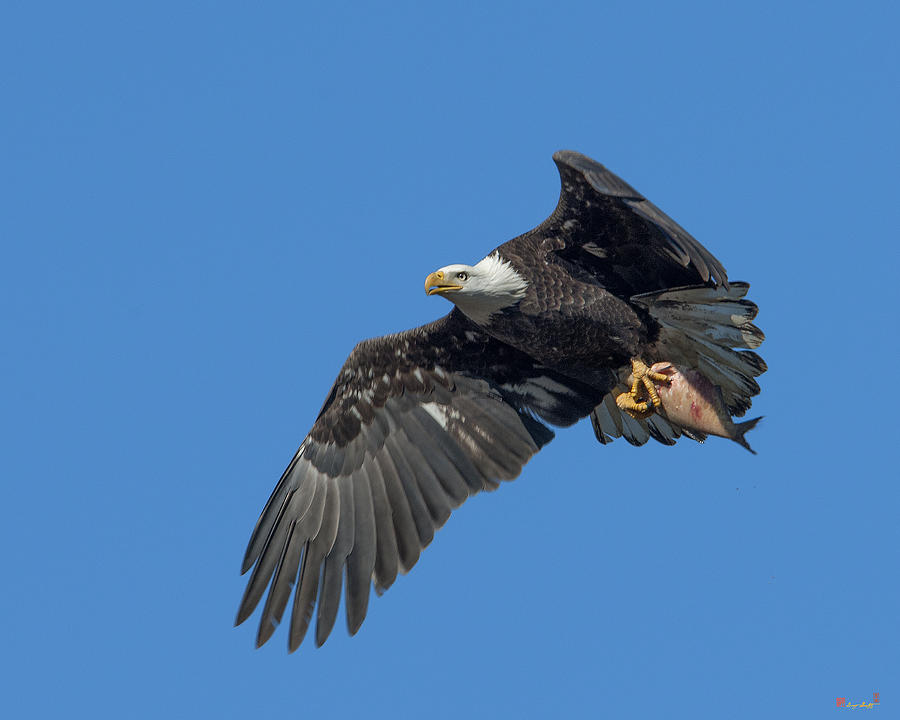 Subadult Bald Eagle with a Fish DRB0231 Photograph by Gerry Gantt
