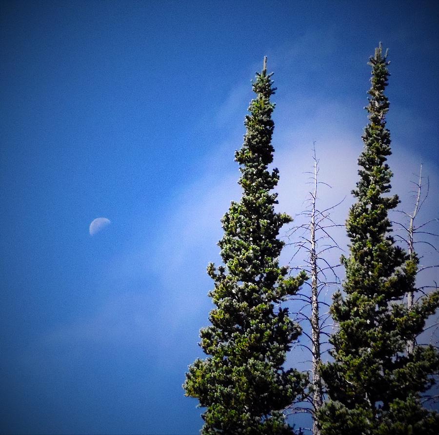 Fir Photograph - Subalpine Fir With Moon by Deborah Moen