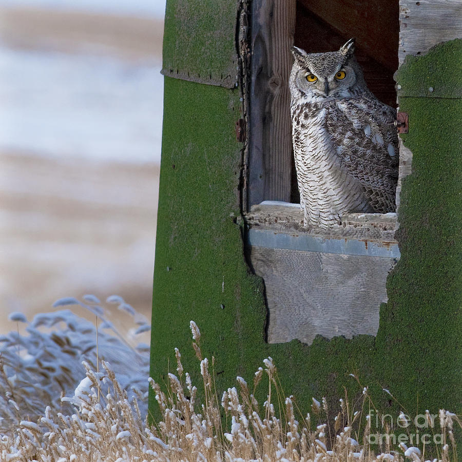 Owl Photograph - Subarticus.. by Nina Stavlund