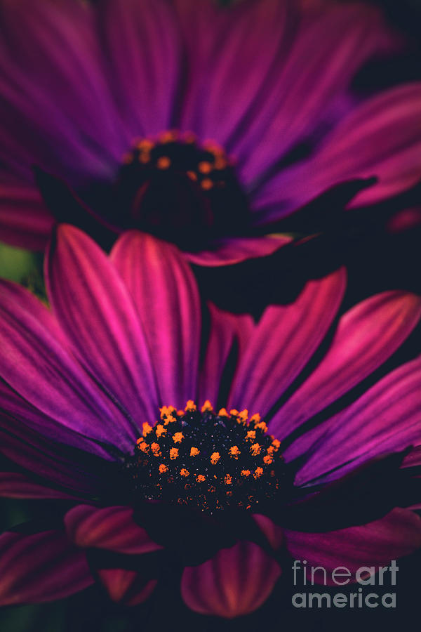 Flower Photograph - Sublime by Sharon Mau