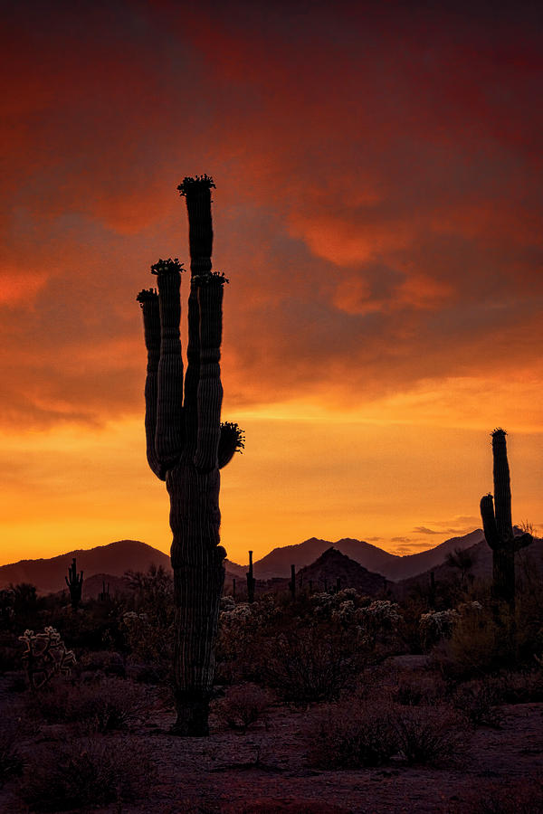 Sublime Sonoran Sunset  Photograph by Saija Lehtonen