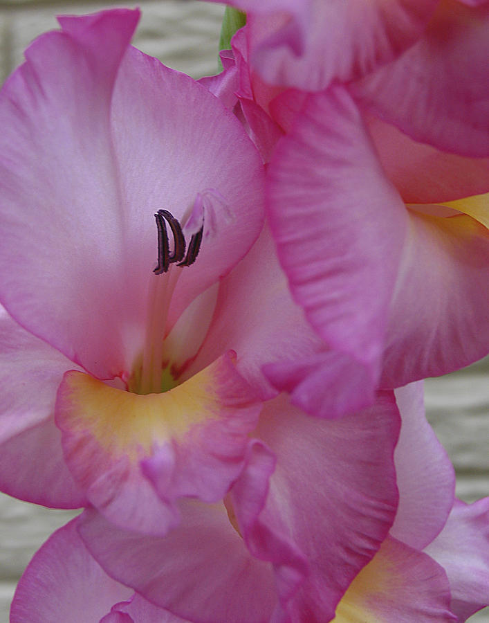 Gladiola Photograph - Sublime by Vari Buendia Gladiola Photograph - Sublime by Vari Buendia