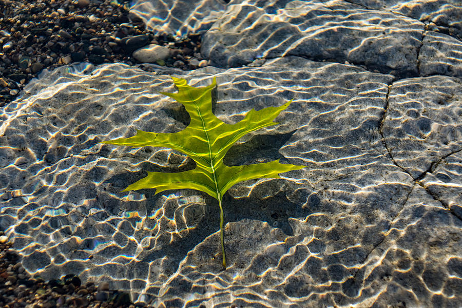 Submerged Beauty - Rainbow Ripples and a Jade Green Oak Leaf Photograph by Georgia Mizuleva