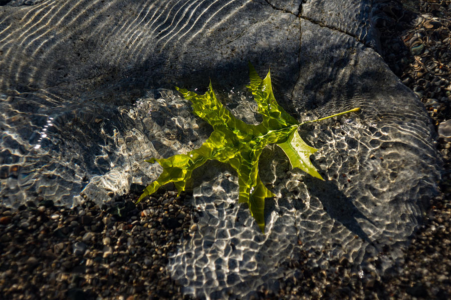 Summer Photograph - Submerged Beauty - Sunny Ripples on a Jade Green Oak Leaf by Georgia Mizuleva