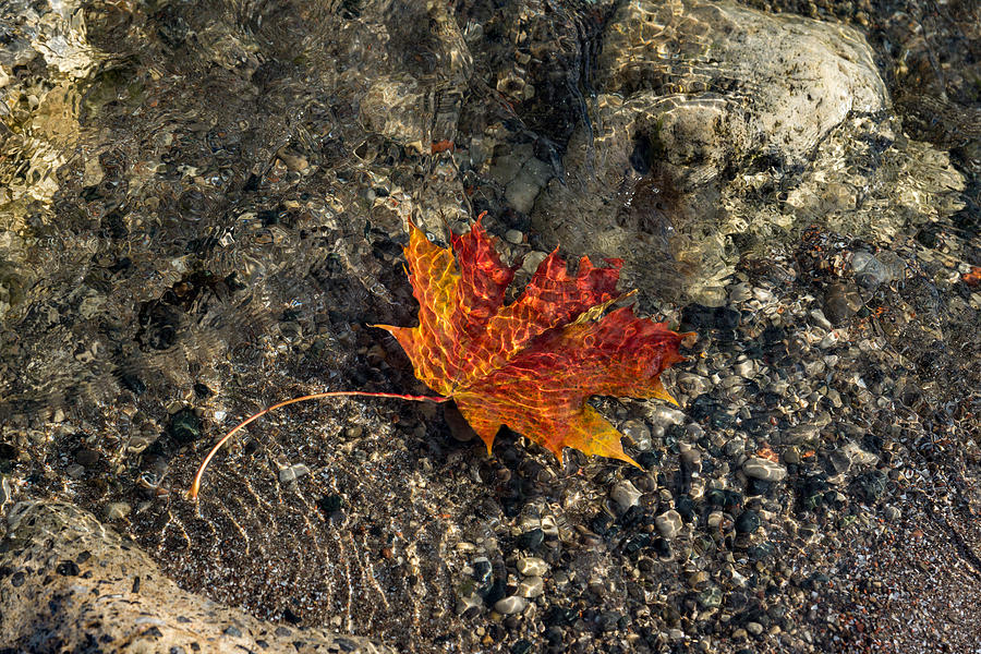 Submerged Beauty - Sunny Ripples on a Maple Leaf Photograph by Georgia Mizuleva