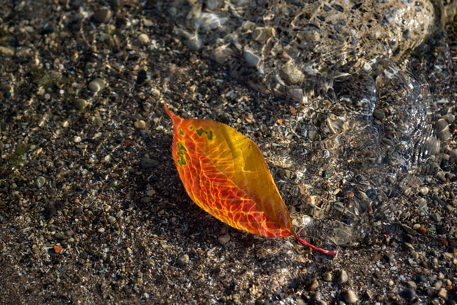 Submerged Beauty - Sunny Ripples on a Vibrant Multicolored Cherry Leaf Photograph by Georgia Mizuleva