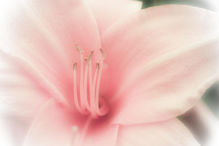 Subtle and Pink Photograph by Jason Moynihan