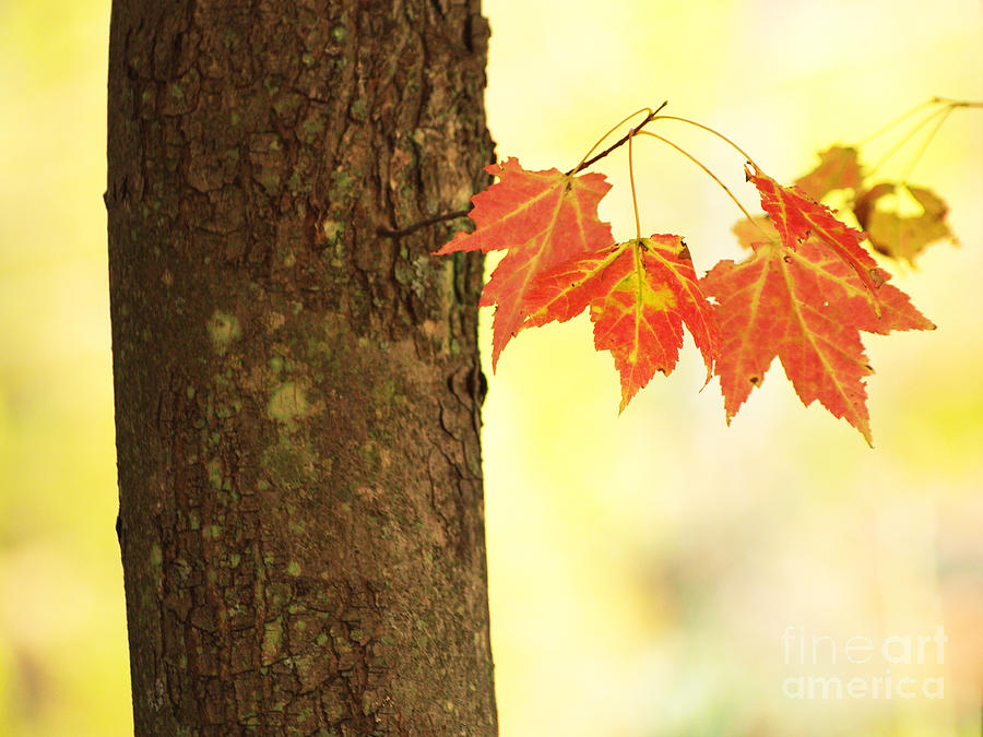Subtle Autumn Color Photograph by Dorothy Lee