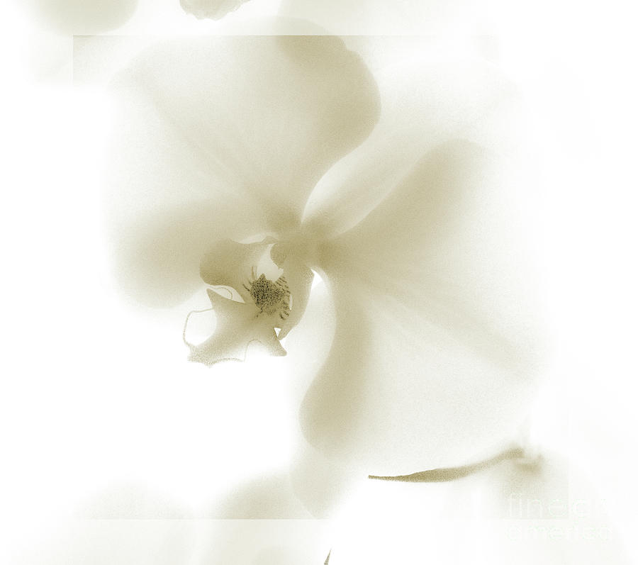 Subtle Orchid Photograph by Karen Lewis