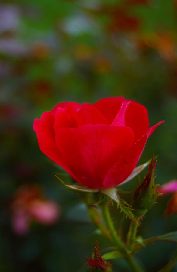 Subtle Rose Photograph by Warren Thompson
