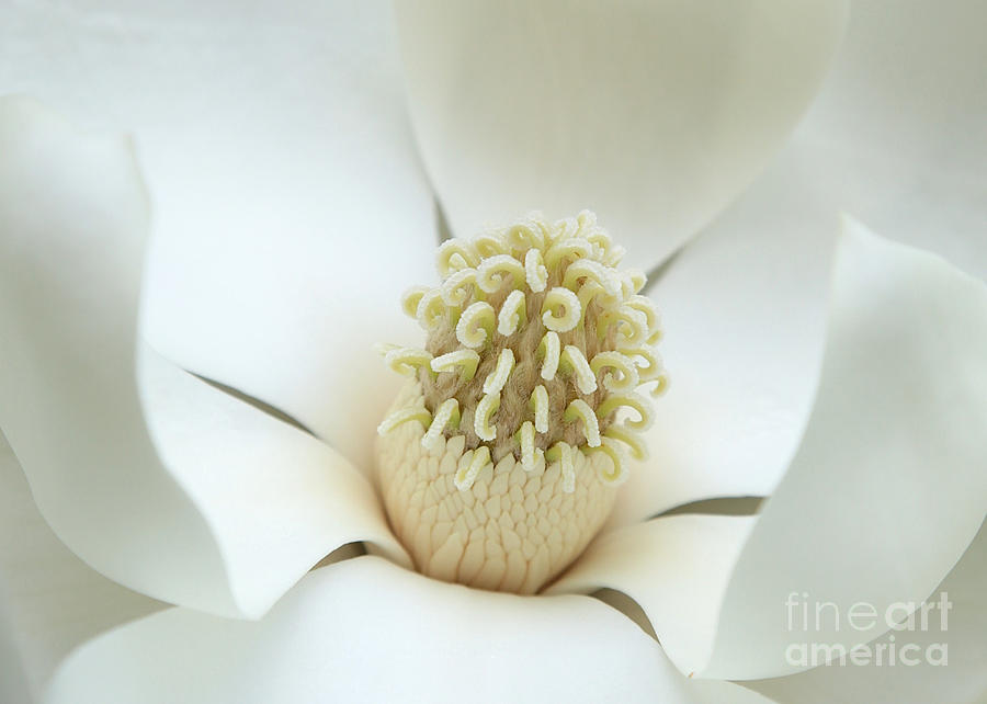 Subtle Southern Magnolia Photograph by Carol Groenen