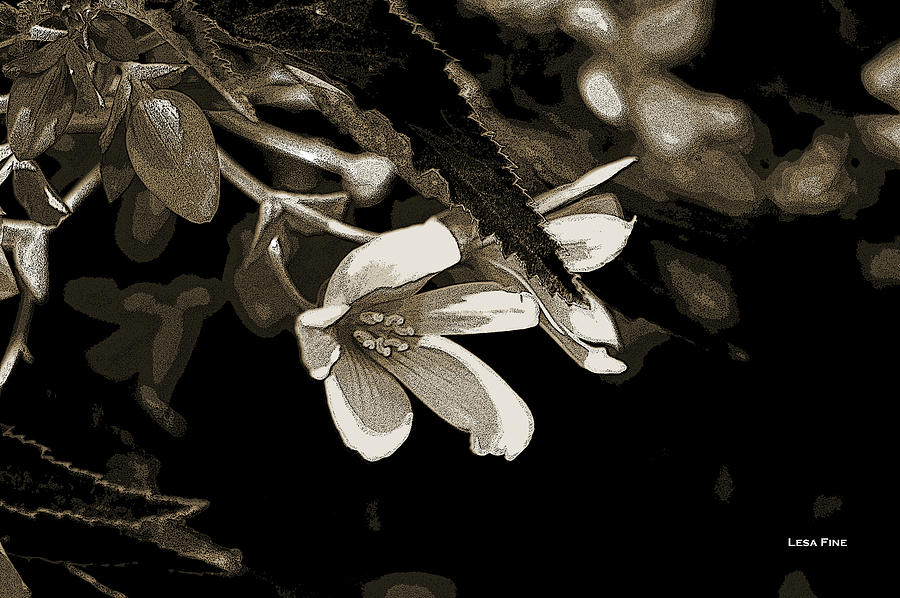 Subtle Summer Wildflower Sepia Photograph by Lesa Fine