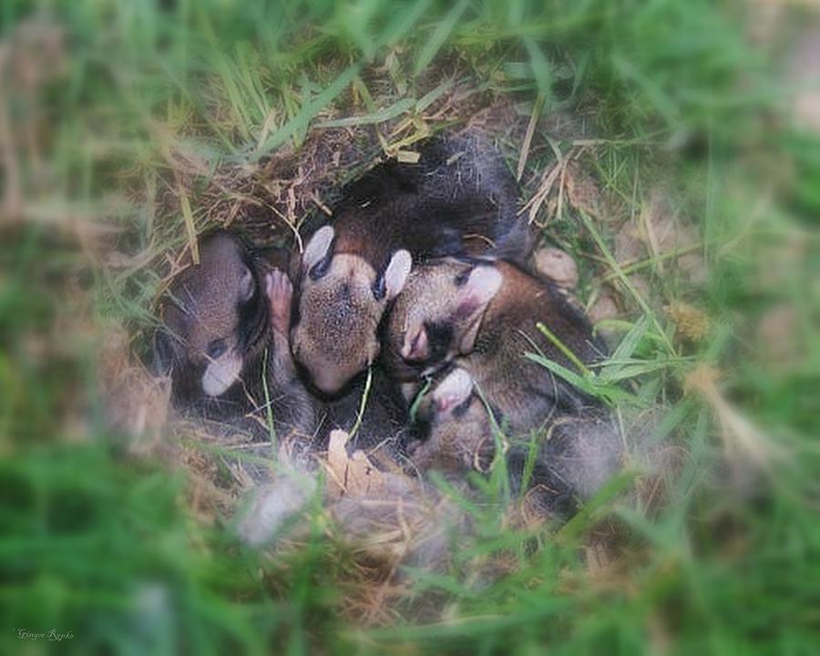 Suburban Rabbit Burrow Photograph by Ginger Repke - Fine Art America