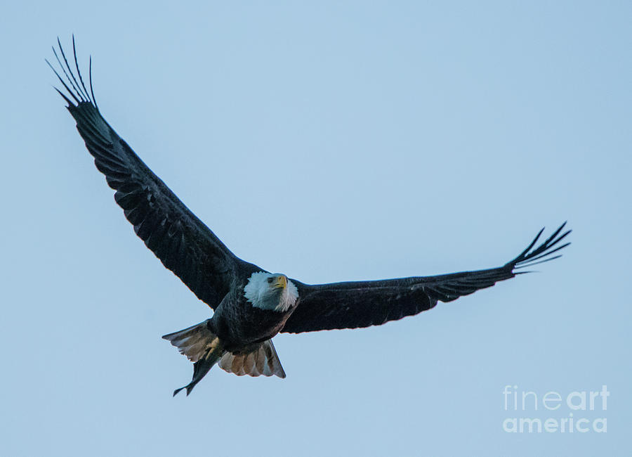 Successful Bald Eagle Photograph by Jeff at JSJ Photography