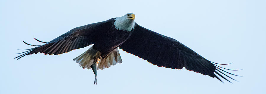 Successful Bald Eagle Panoramic Photograph by Jeff at JSJ Photography