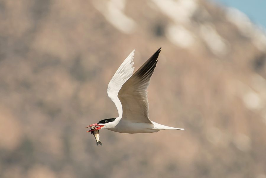 Successful Caspian Tern Photograph by Loree Johnson