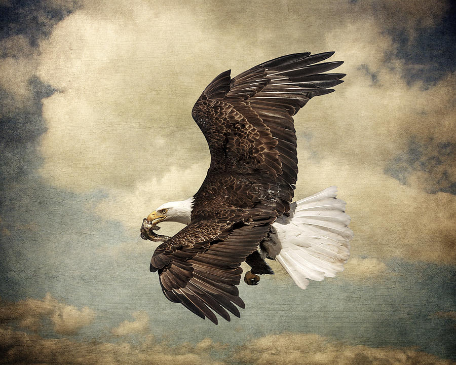 Eagle Photograph - Successful Hunt by Wes and Dotty Weber