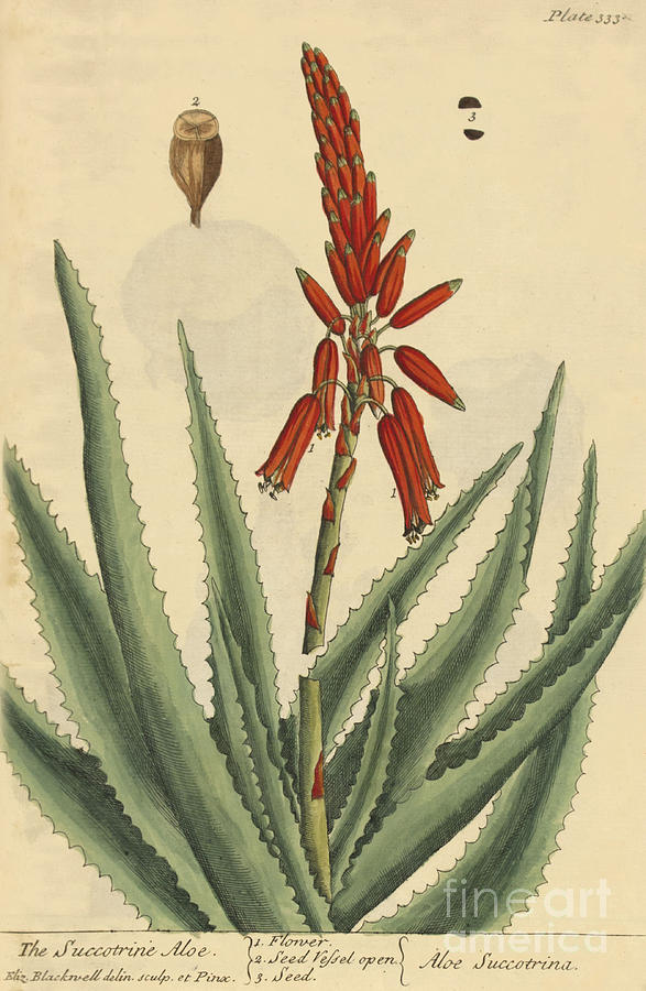 Succrotrine Aloe, Medicinal Plant, 1737 Photograph by Science Source