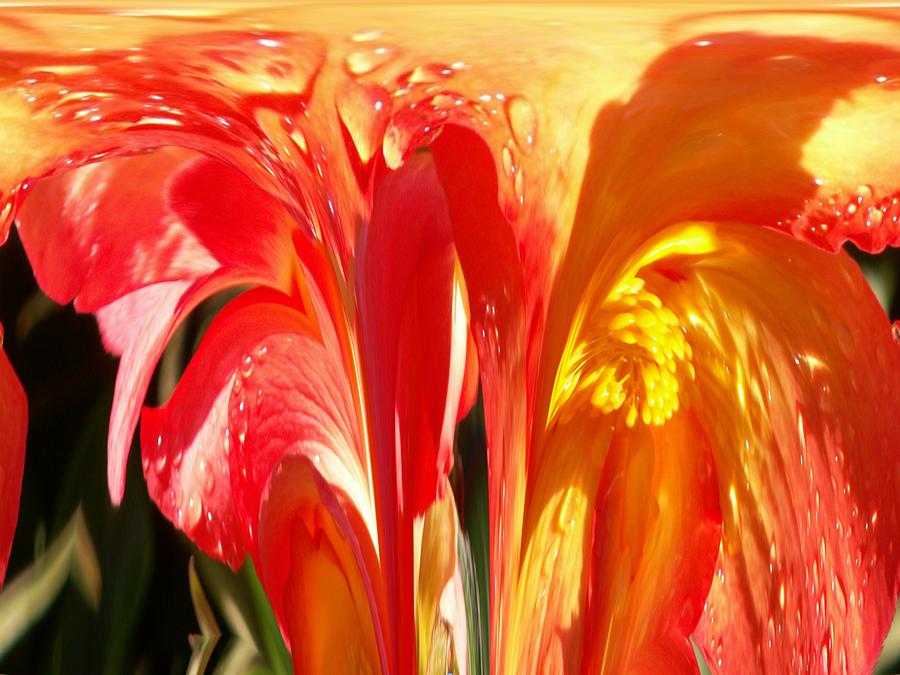 Flower Photograph - Succulence by Tim Allen