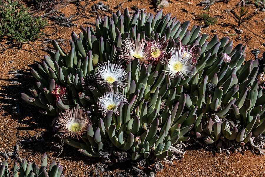 Succulent Karoo blooming - 1 Photograph by Claudio Maioli