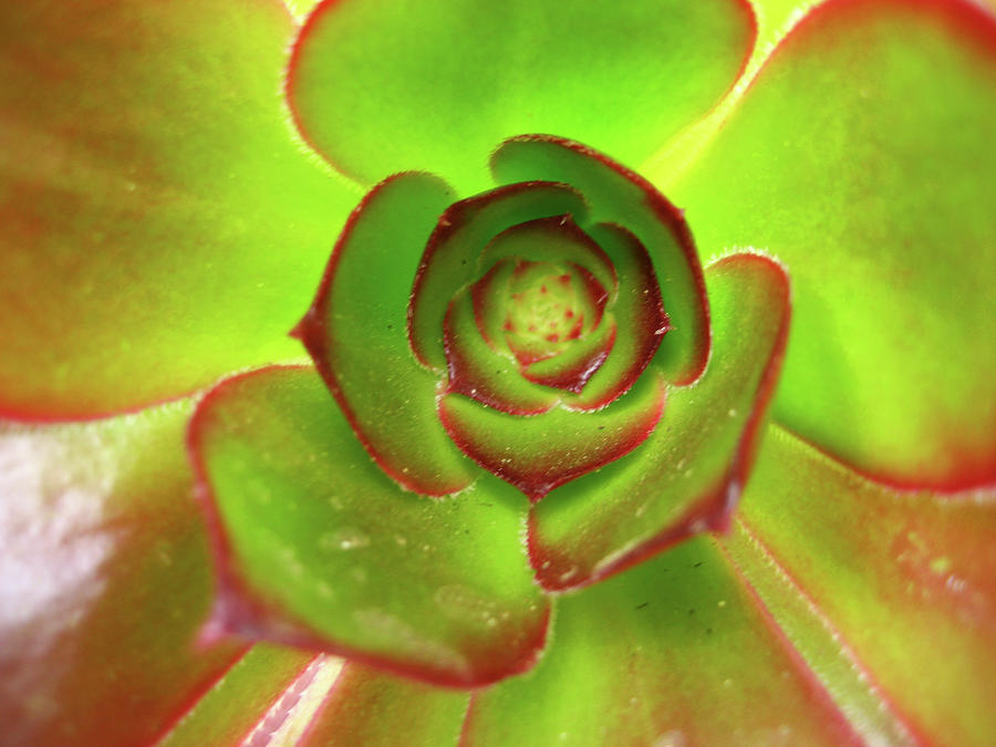 Succulent #2 Digital Art by John Ermin - Fine Art America